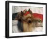 Yorkshire Terrier Sleeping on Cushion-Adriano Bacchella-Framed Photographic Print