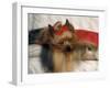 Yorkshire Terrier Sleeping on Cushion-Adriano Bacchella-Framed Photographic Print