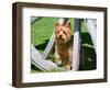 Yorkshire Terrier Standing in a Wagon Wheel-Zandria Muench Beraldo-Framed Photographic Print