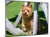 Yorkshire Terrier Standing in a Wagon Wheel-Zandria Muench Beraldo-Mounted Photographic Print