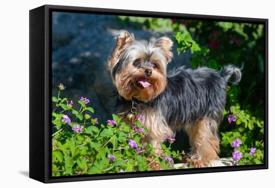 Yorkshire Terrier Standing in Purple Flowers-Zandria Muench Beraldo-Framed Stretched Canvas