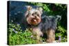 Yorkshire Terrier Standing in Purple Flowers-Zandria Muench Beraldo-Stretched Canvas