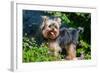 Yorkshire Terrier Standing in Purple Flowers-Zandria Muench Beraldo-Framed Photographic Print