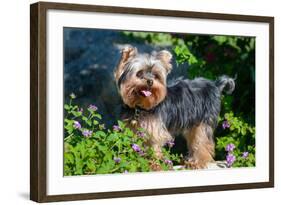 Yorkshire Terrier Standing in Purple Flowers-Zandria Muench Beraldo-Framed Photographic Print