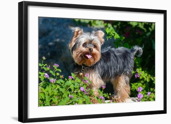 Yorkshire Terrier Standing in Purple Flowers-Zandria Muench Beraldo-Framed Photographic Print