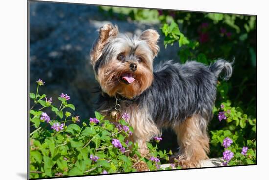 Yorkshire Terrier Standing in Purple Flowers-Zandria Muench Beraldo-Mounted Photographic Print