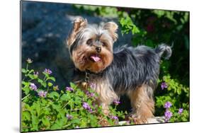 Yorkshire Terrier Standing in Purple Flowers-Zandria Muench Beraldo-Mounted Photographic Print