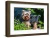 Yorkshire Terrier Standing in Purple Flowers-Zandria Muench Beraldo-Framed Photographic Print