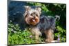 Yorkshire Terrier Standing in Purple Flowers-Zandria Muench Beraldo-Mounted Photographic Print