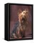 Yorkshire Terrier Studio Portrait-Adriano Bacchella-Framed Stretched Canvas