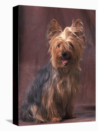 Yorkshire Terrier Studio Portrait-Adriano Bacchella-Stretched Canvas