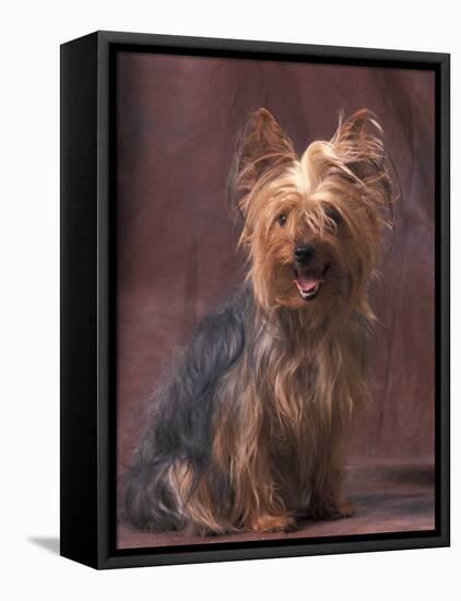 Yorkshire Terrier Studio Portrait-Adriano Bacchella-Framed Stretched Canvas