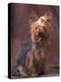 Yorkshire Terrier Studio Portrait-Adriano Bacchella-Stretched Canvas