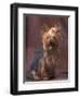 Yorkshire Terrier Studio Portrait-Adriano Bacchella-Framed Premium Photographic Print