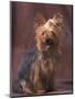 Yorkshire Terrier Studio Portrait-Adriano Bacchella-Mounted Premium Photographic Print