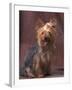 Yorkshire Terrier Studio Portrait-Adriano Bacchella-Framed Photographic Print