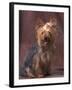 Yorkshire Terrier Studio Portrait-Adriano Bacchella-Framed Photographic Print