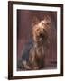 Yorkshire Terrier Studio Portrait-Adriano Bacchella-Framed Photographic Print