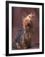 Yorkshire Terrier Studio Portrait-Adriano Bacchella-Framed Photographic Print