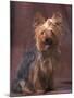 Yorkshire Terrier Studio Portrait-Adriano Bacchella-Mounted Photographic Print