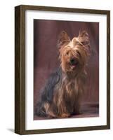 Yorkshire Terrier Studio Portrait-Adriano Bacchella-Framed Photographic Print