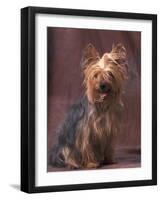 Yorkshire Terrier Studio Portrait-Adriano Bacchella-Framed Photographic Print