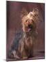 Yorkshire Terrier Studio Portrait-Adriano Bacchella-Mounted Photographic Print