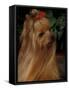 Yorkshire Terrier with Hair Tied up and Long Hair-Adriano Bacchella-Framed Stretched Canvas