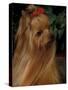 Yorkshire Terrier with Hair Tied up and Long Hair-Adriano Bacchella-Stretched Canvas