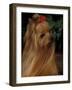 Yorkshire Terrier with Hair Tied up and Long Hair-Adriano Bacchella-Framed Photographic Print