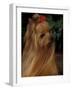 Yorkshire Terrier with Hair Tied up and Long Hair-Adriano Bacchella-Framed Photographic Print