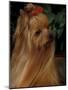 Yorkshire Terrier with Hair Tied up and Long Hair-Adriano Bacchella-Mounted Photographic Print