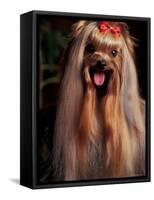 Yorkshire Terrier with Hair Tied up and Panting-Adriano Bacchella-Framed Stretched Canvas