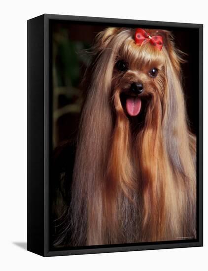 Yorkshire Terrier with Hair Tied up and Panting-Adriano Bacchella-Framed Stretched Canvas