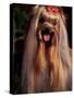 Yorkshire Terrier with Hair Tied up and Panting-Adriano Bacchella-Stretched Canvas