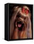 Yorkshire Terrier with Hair Tied up and Panting-Adriano Bacchella-Framed Stretched Canvas