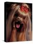 Yorkshire Terrier with Hair Tied up and Panting-Adriano Bacchella-Stretched Canvas