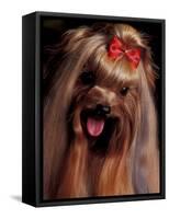 Yorkshire Terrier with Hair Tied up and Panting-Adriano Bacchella-Framed Stretched Canvas