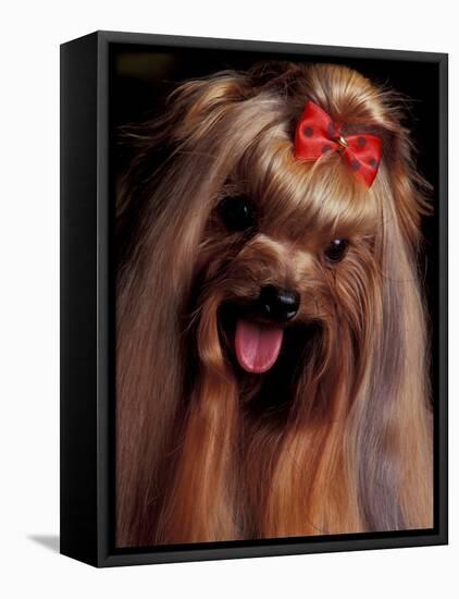 Yorkshire Terrier with Hair Tied up and Panting-Adriano Bacchella-Framed Stretched Canvas