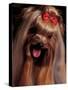 Yorkshire Terrier with Hair Tied up and Panting-Adriano Bacchella-Stretched Canvas