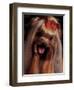 Yorkshire Terrier with Hair Tied up and Panting-Adriano Bacchella-Framed Premium Photographic Print