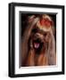 Yorkshire Terrier with Hair Tied up and Panting-Adriano Bacchella-Framed Premium Photographic Print