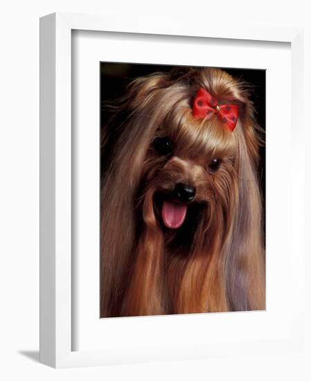 Yorkshire Terrier with Hair Tied up and Panting-Adriano Bacchella-Framed Premium Photographic Print