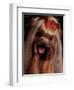 Yorkshire Terrier with Hair Tied up and Panting-Adriano Bacchella-Framed Premium Photographic Print