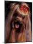 Yorkshire Terrier with Hair Tied up and Panting-Adriano Bacchella-Mounted Premium Photographic Print