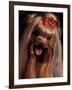 Yorkshire Terrier with Hair Tied up and Panting-Adriano Bacchella-Framed Photographic Print