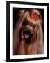 Yorkshire Terrier with Hair Tied up and Panting-Adriano Bacchella-Framed Photographic Print