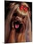 Yorkshire Terrier with Hair Tied up and Panting-Adriano Bacchella-Mounted Photographic Print