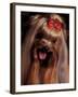 Yorkshire Terrier with Hair Tied up and Panting-Adriano Bacchella-Framed Photographic Print