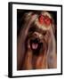 Yorkshire Terrier with Hair Tied up and Panting-Adriano Bacchella-Framed Photographic Print